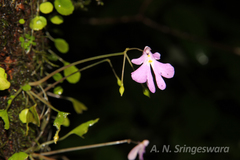 Impatiens clavata